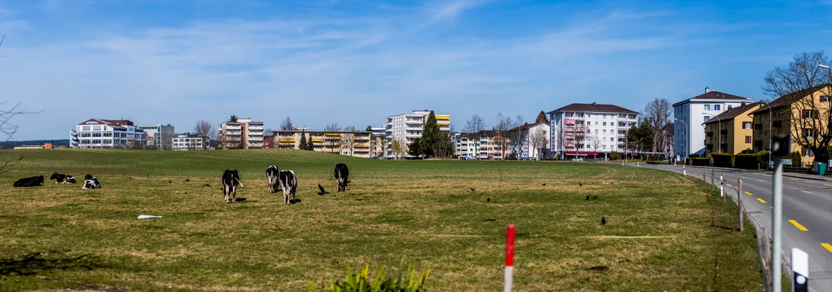 Kühe stehen auf einer Wiese und daneben und im Hintergrund Wohnblöcke.
